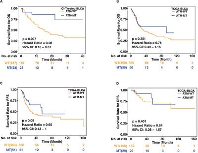 ATM Mutations Benefit Bladder Cancer Patients Treated With Immune Checkpoint Inhibitors by Acting on the Tumor Immune Microenvironment